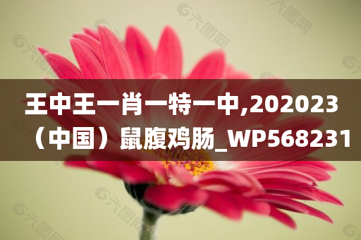 王中王一肖一特一中,202023（中国）鼠腹鸡肠_WP568231