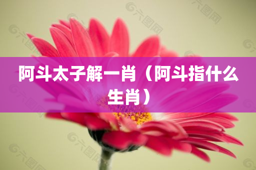 阿斗太子解一肖（阿斗指什么生肖）