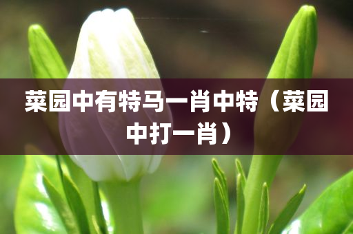 菜园中有特马一肖中特（菜园中打一肖）