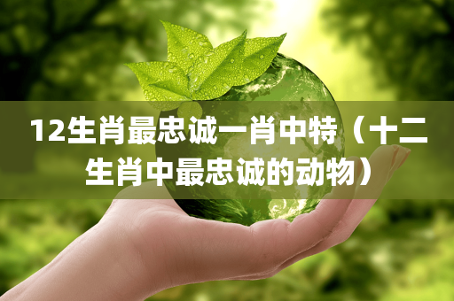 12生肖最忠诚一肖中特（十二生肖中最忠诚的动物）