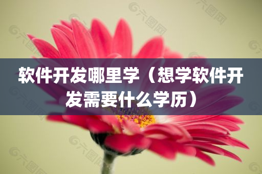 软件开发哪里学（想学软件开发需要什么学历）