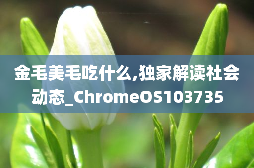 金毛美毛吃什么,独家解读社会动态_ChromeOS103735